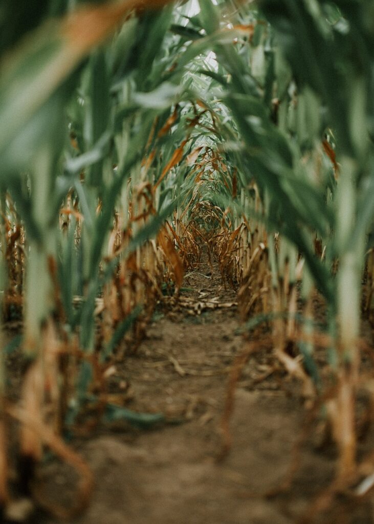 corn field, corn, tunnel-3772953.jpg